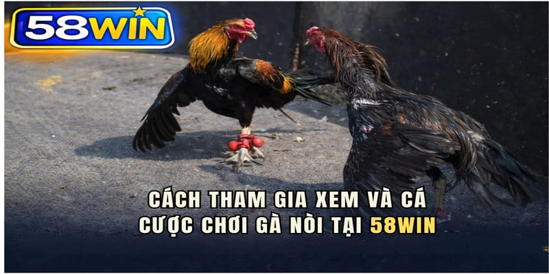 Cách tham gia xem và cá cược chọi gà nòi tại 58WIN