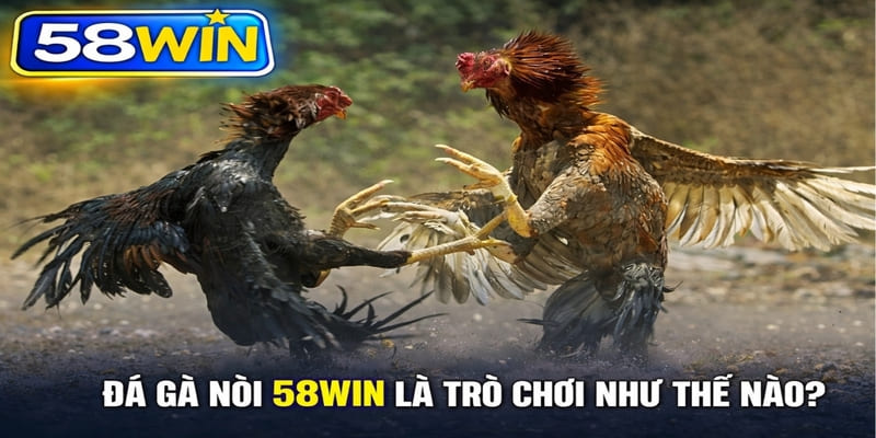 Đá Gà Nòi 58WIN là trò chơi như thế nào?