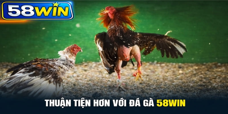 Thuận tiện hơn với đá gà 58WIN