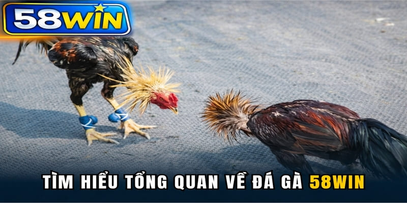 Tìm hiểu tổng quan về đá gà 58WIN