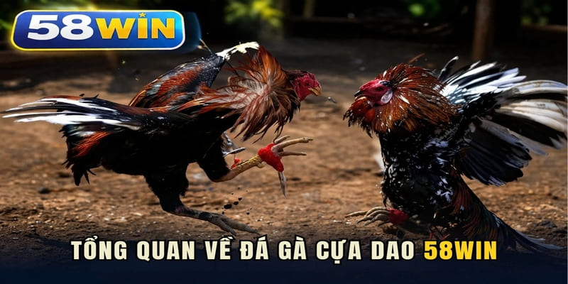 Tổng quan về đá gà cựa dao 58WIN
